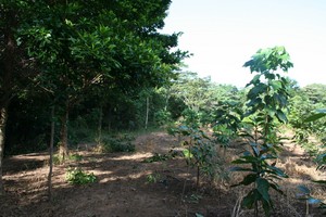 2009 planting