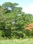 A mature Euodia tree