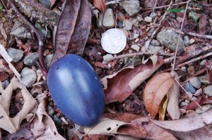 Cassowary egg