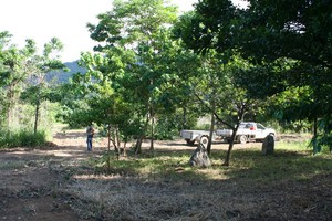 clearing