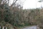 Defoliation equals no food source for wildlife