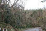 Defoliation equals no food source for wildlife