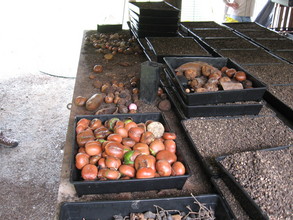 Essential seeds inside ARF nursery