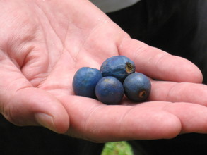 Fruit of a Blue Quandong