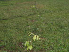 Newly planted mix of Quandong, fig and Davidson Plum trees