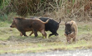 ARF works to trap the feral pigs