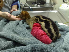 Injured Cassowary