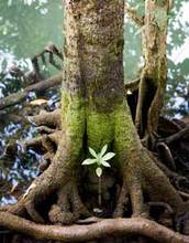 Plant a Tree