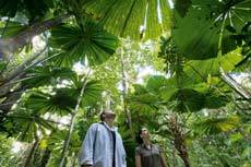 Save The Rainforest