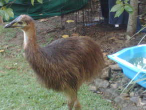 Sub-Juvenile in Rehab