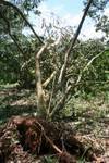 Uprooted Trees