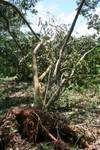 Uprooted Trees