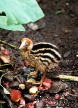 baby cassowary