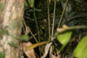 Cassowary deep in the rainforest