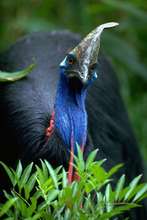 Cassowary