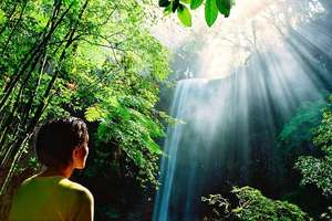 Daintree Rainforest