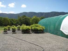 ARF Nursery