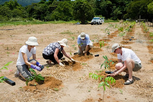planting trees