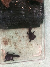 Tiny & Timmy the Broad-Shelled Long-Necked Turtles