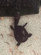 Broad-Shelled Long-Necked Turtle