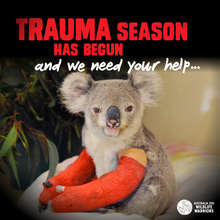 2014 Trauma Season Appeal, Make a difference today