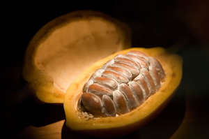 Cacao = Chocolate