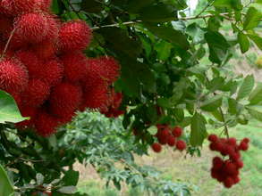 Rambutan or Mamon Chino