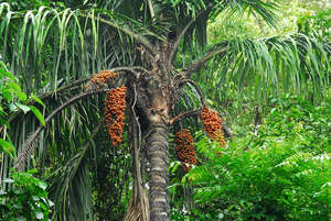 Peach Palm or Pejibaye on the tree