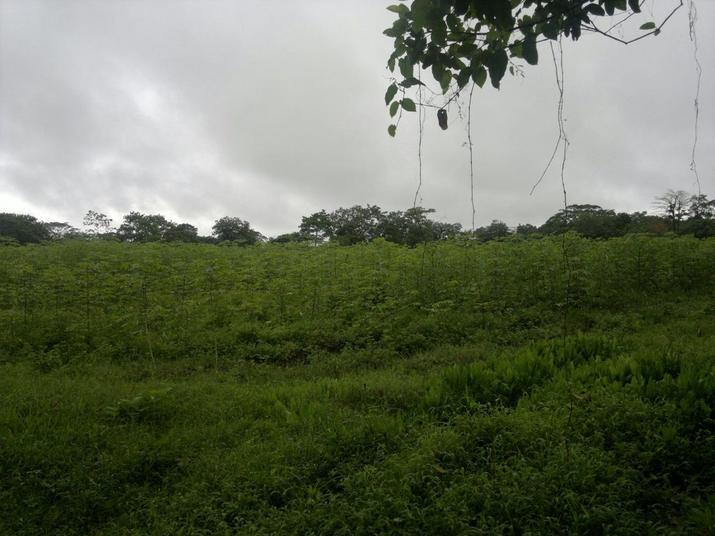 Angel's Fruit Forest for the Maleku, Costa Rica