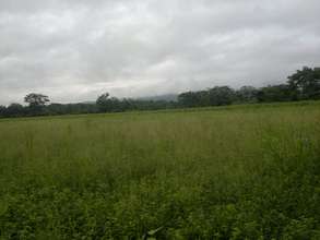 Another view of Angel's planting area