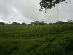Cassava (Yuca) farming