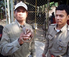 Rangers with Rescued Baby Pangolin