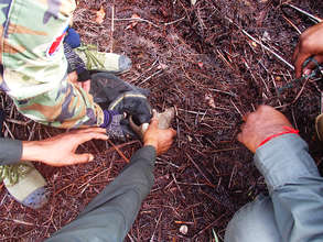 Baby Pangolin Found at the Camp