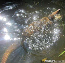 After his rescue, enjoying a swim at the Center