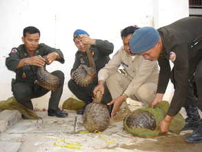 Rescued Pangolins