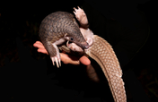 Help Save the Most Trafficked Mammal in the World