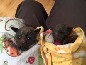 Flash and Elektra on the day I took them into care