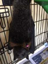 Lady bat, in care