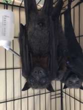 Gentleman Bats, in care (taken by BatSlave Fiona)