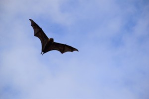 Flying free. Just what we want! (G.Binns)