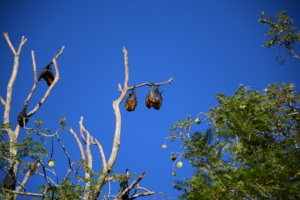 Hanging out in the sun. (G.Binns)