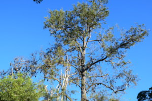 More Bellingen Camp. (G.Binns)