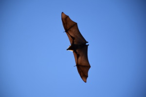Bat in flight. From Murrurundi camp, Northern NSW