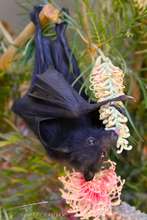 Bat enjoying nectar: photo credit Sarah Thorpe.