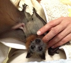 baby grey headed flying fox