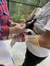 Measuring forearm