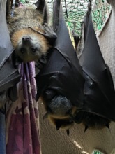 More pups in care
