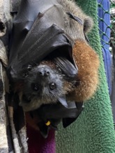 Pups in care