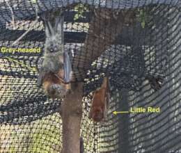 Grey-headed Flying Fox / Little Red Flying