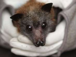One of our beautiful bats